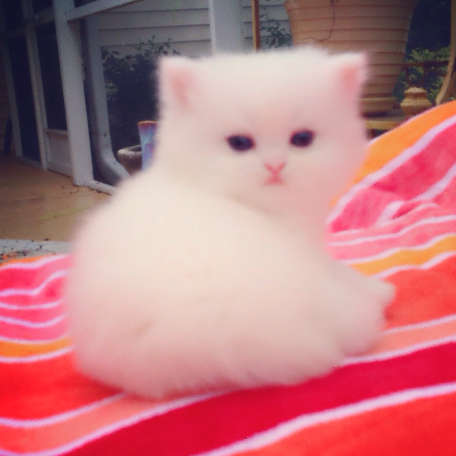 Persian Kittens For Sale | Teacup Kittens